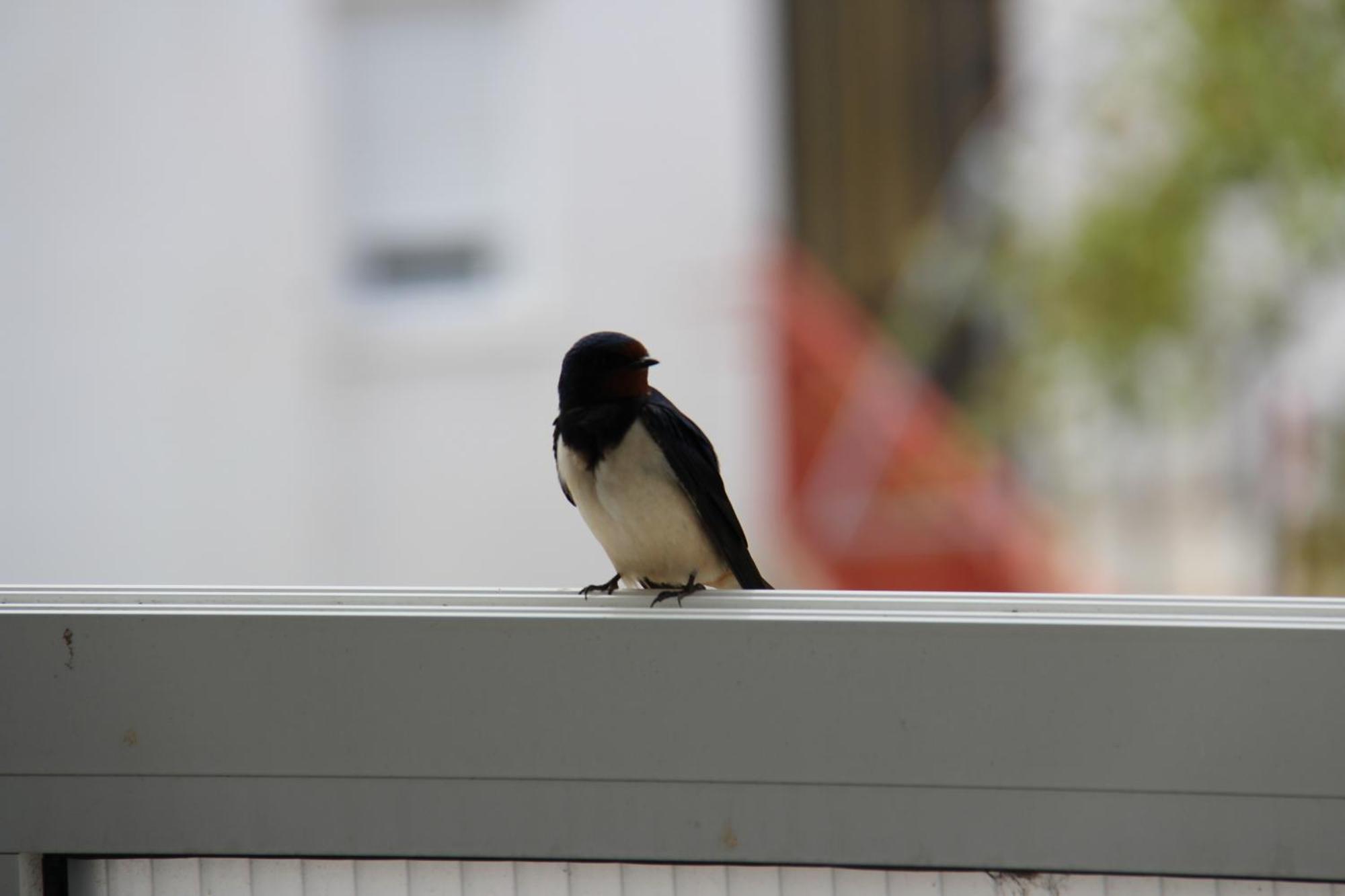 Apartmani Surlin フヴァル エクステリア 写真
